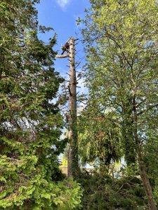 Abattage d'arbre en cours