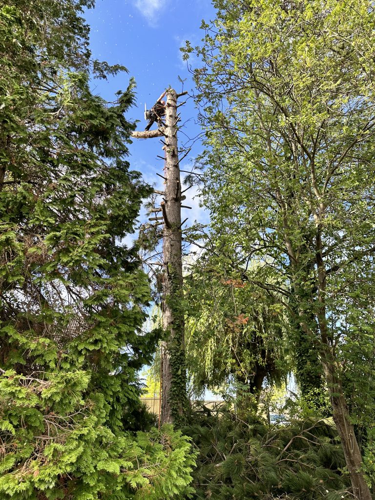 Abattage d'arbre en cours