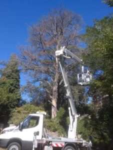Elagage d'arbre avec nacelle